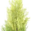 Cypres Artificiel Mini NEW