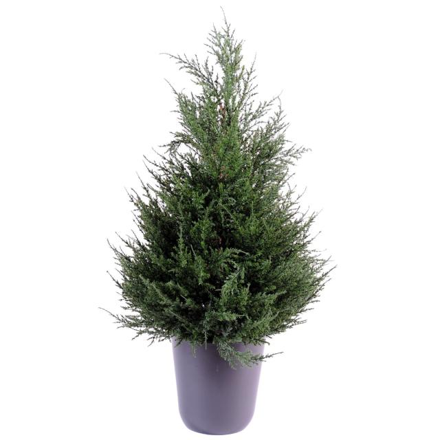 Cypres Artificiel Juniperus - Cypres Artificiel Juniperus